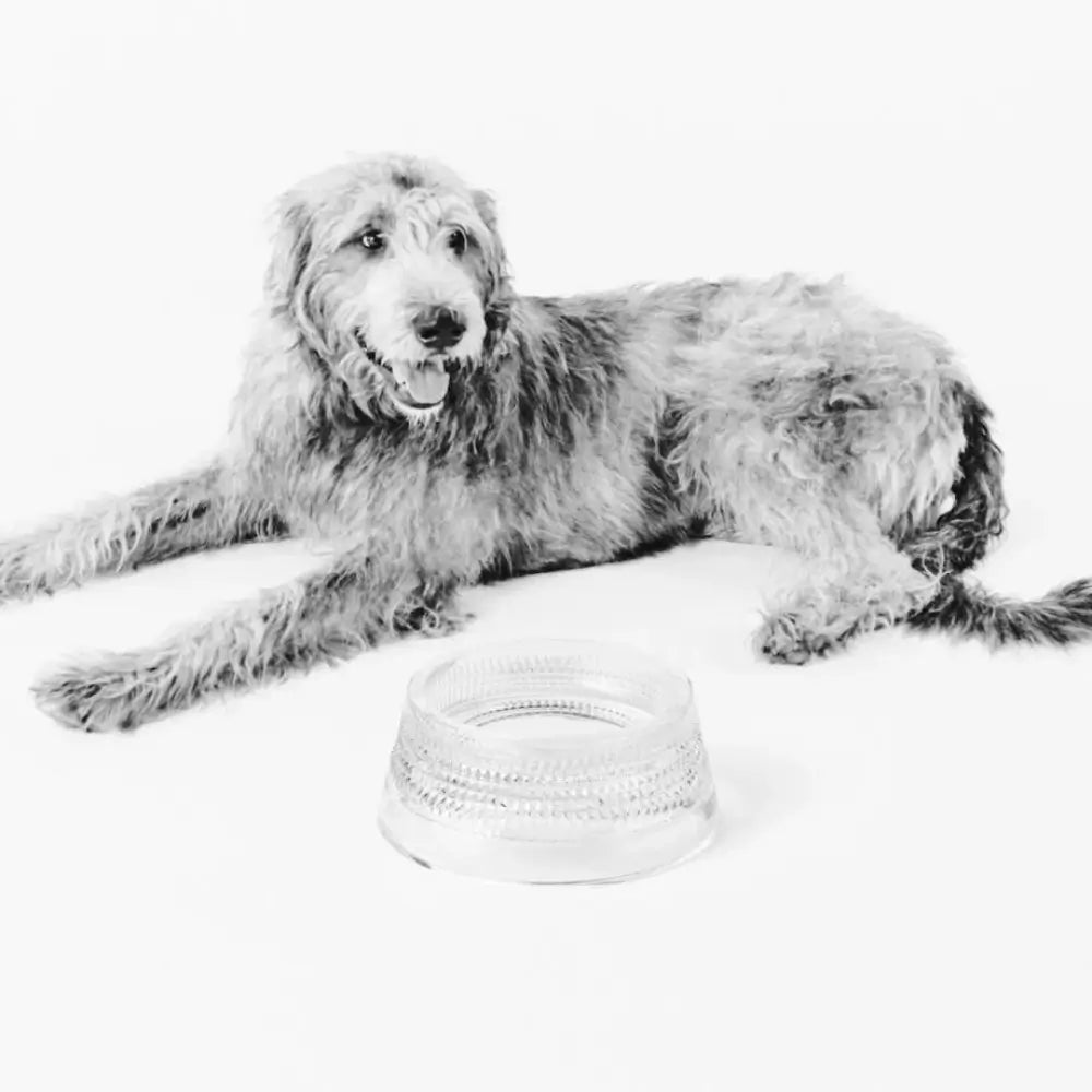 Large dog lying on a white surface with a white ball in front of it